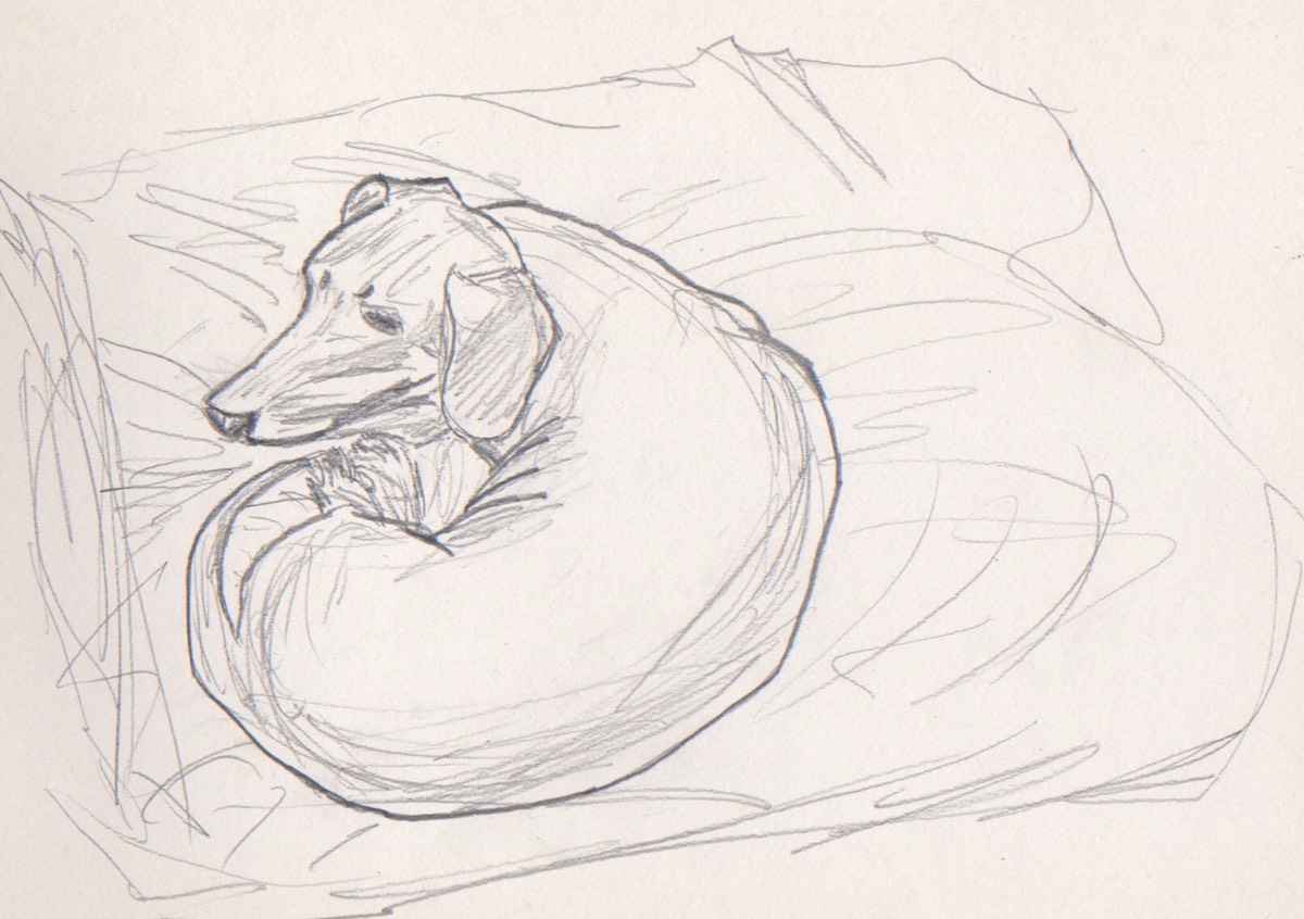 Cover Drawing for My Life as a Dog by LA Davenport