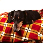 Kevin the Dachshund Being Adorable
