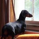 Kevin the Dachshund on Caledonian Road