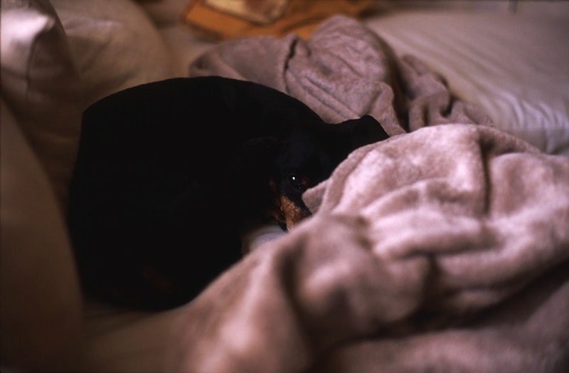 Kevin the Dachshund in Repose